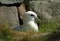 Northern fulmar, Shetland