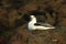 Northern fulmar sitting on a cliff in Aberdour Scotland