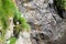 Northern fulmar sitting on nest