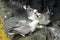 Northern fulmars, Carrick-a-Rede, Northern Ireland