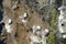 Northern fulmars, Carrick-a-Rede, Northern Ireland