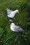 Northern fulmars on cliff