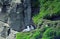 Northern fulmars, Shetland