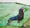 Northern fur seal (Callorhinus ursinus)