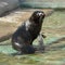 Northern fur seal Callorhinus ursinus. Female