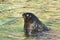 Northern fur seal Callorhinus ursinus. Male