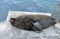 Northern fur seal Callorhinus ursinus is sleeping. Russia