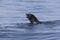 Northern fur seal floating in the water in Pacific Ocean