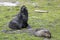 Northern fur seal sitting on the grass with their