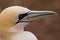 Northern Gannet