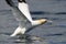 Northern Gannet