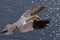 Northern Gannet