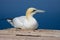 Northern Gannet