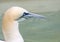 Northern Gannet