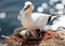 Northern Gannet With Baby In The Nest Breeding On The Edge Of The Cliffs On Helgoland Island Germany