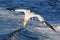 Northern Gannet bird over sea