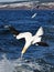 Northern Gannet bird over sea