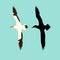 Northern gannet bird vector illustration flat style silhouette