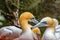 Northern gannet birds & x28;Morus bassanus& x29; in the park