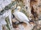 Northern Gannet and chick - Morus bassanus, Bempton Cliffs, Yorkshire