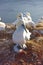 Northern gannet chick plastic nest