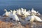 Northern gannet chicks Heligoland Helgoland