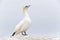 Northern Gannet on a cliff