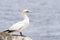 Northern Gannet on a cliff