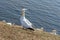 Northern Gannet on a cliff on Helgoland islands