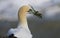 Northern Gannet on cliff with nesting material