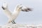 Northern Gannet on a cliff spreading wings