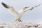 Northern Gannet on a cliff spreading wings