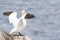 Northern Gannet on a cliff spreading wings