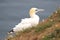 Northern Gannet on cliff with wild flowers