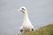 Northern Gannet on cliff with wild flowers