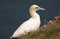 Northern Gannet on cliff with wild flowers