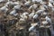 Northern gannet colony