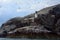 Northern gannet colony around the lighthouse, Bass Rock, Scotlan