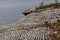 Northern gannet colony on Bonaventure Island
