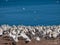 Northern Gannet colony with moms protecting their little ones