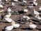 Northern Gannet colony with moms protecting their little ones