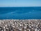 Northern Gannet colony with moms protecting their little ones