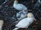 Northern Gannet colony with moms protecting their little ones