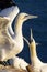 Northern Gannet defending nest - Morus bassanus