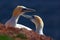 Northern Gannet, detail head portrait with evening sun and dark orange sea in the background, beautiful birds in love, pairs of an