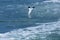 Northern gannet diving into agitated waters of the Delaware Rive