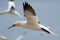 Northern gannet fencing