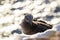 Northern Gannet fledgling at sunset - Morus bassanus