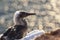 Northern Gannet fledgling at sunset- Morus bassanus