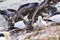 Northern Gannet with fledglings - Morus bassanus